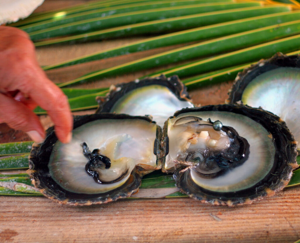 Huîtres de culture de perles de Tahiti.